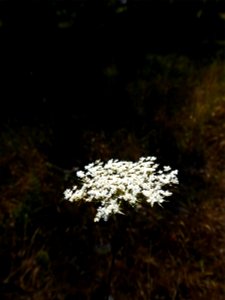 Daucus carota L., 1753