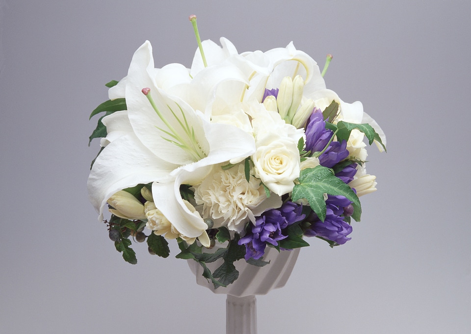 beautiful white freshness lily