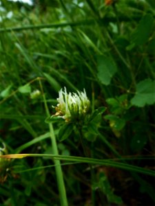 Trifolium ochroleucon Huds., 1762