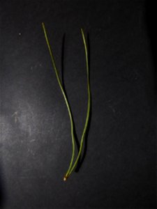 Pinus pinea L., 1753