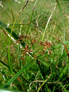 Cyperus longus L., 1753