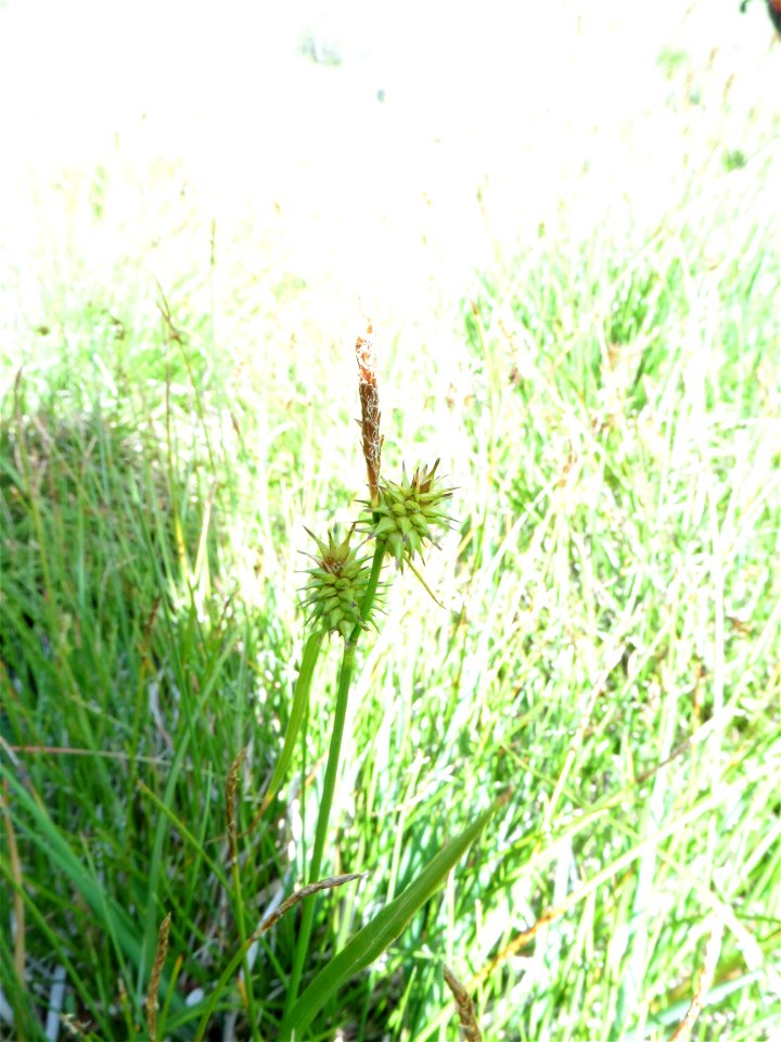 Carex lepidocarpa Tausch, 1834