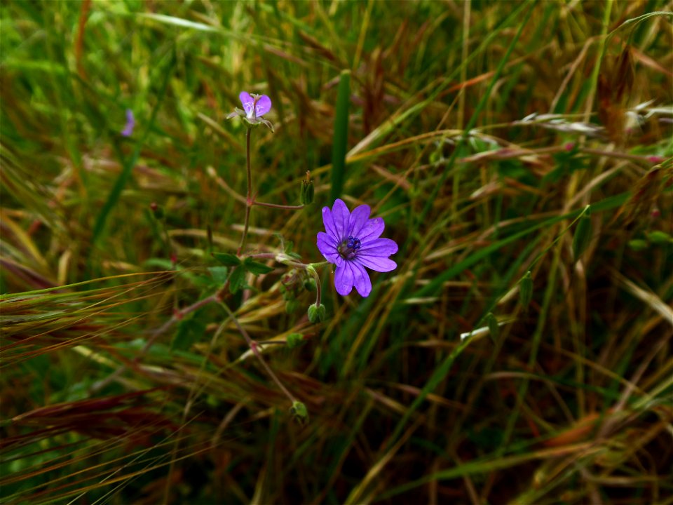 Geranium pyrenaicum Burm.f., 1759