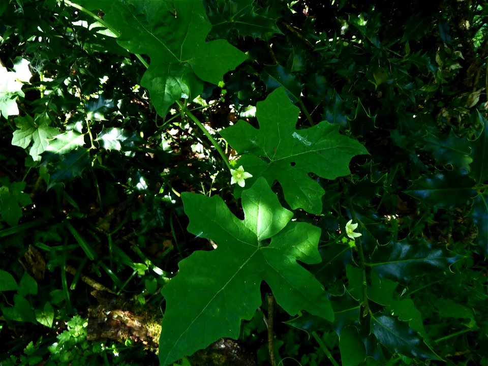 Bryonia dioica Jacq., 1774