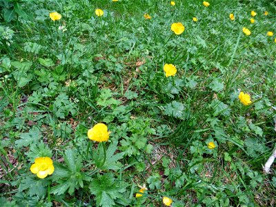 Ranunculus gouanii Willd., 1799
