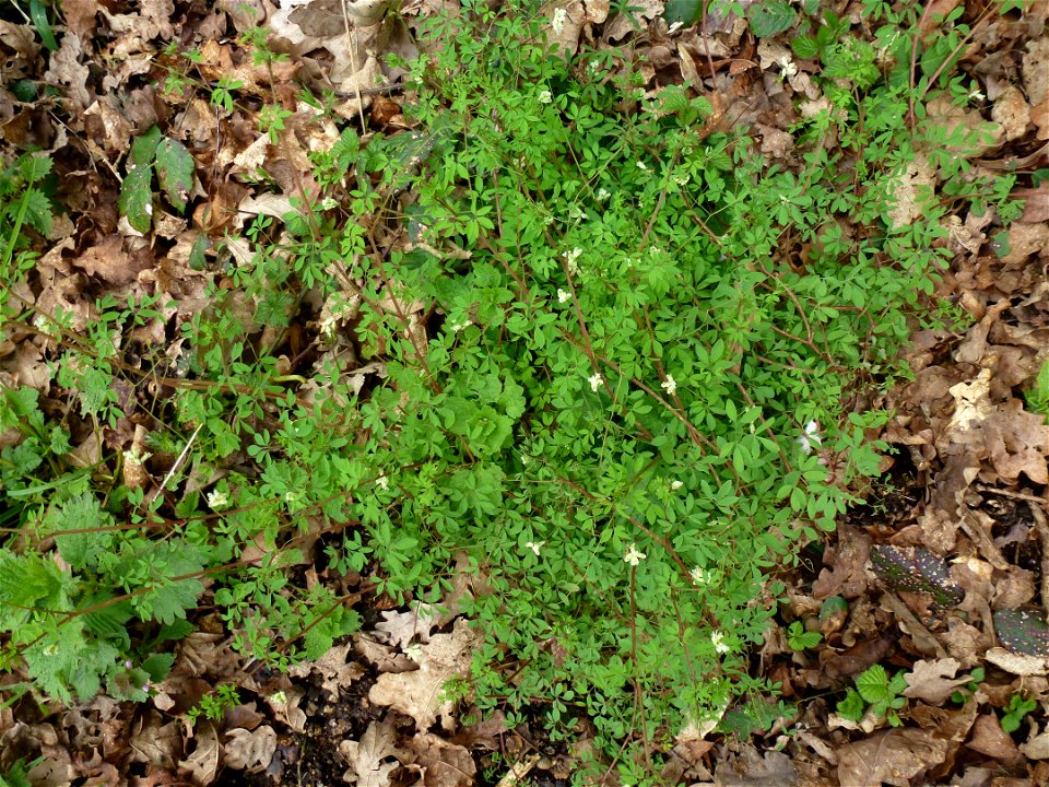Ceratocapnos claviculata (L.) Lidén, 1984