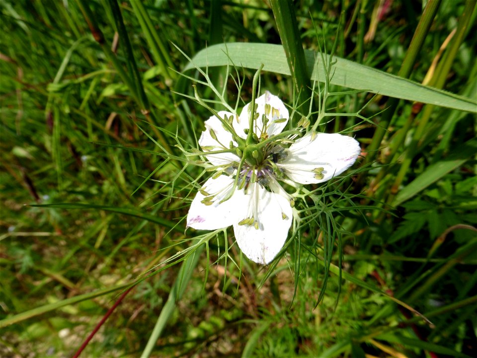 Nigella damascena L., 1753 photo