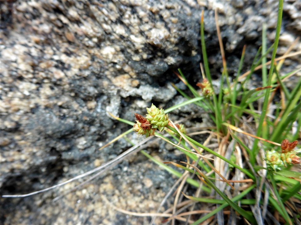 Carex extensa Gooden., 1794