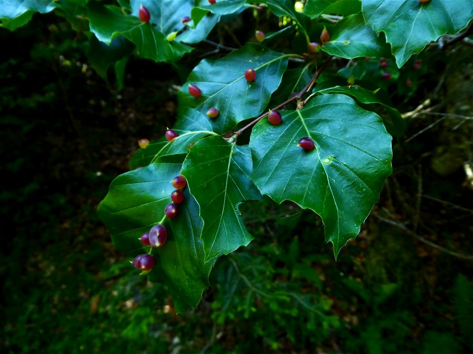 Fagus sylvatica L., 1753