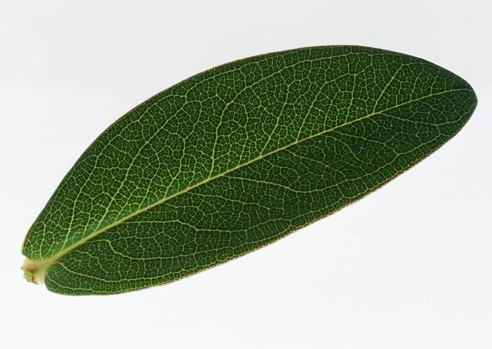 Leaves Of A Houseplant