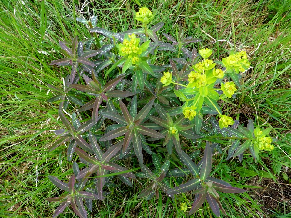 Euphorbia illirica Lam., 1788