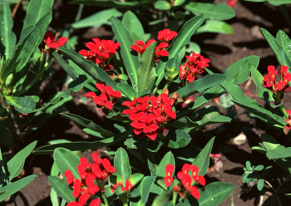 meadow red flower on garden