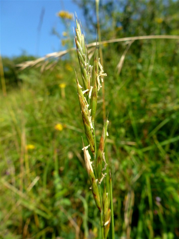 Brachypodium rupestre (Host) Roem. & Schult., 1817