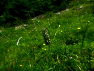 Phleum alpinum L., 1753