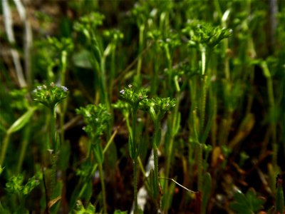 Valerianella eriocarpa Desv., 1809