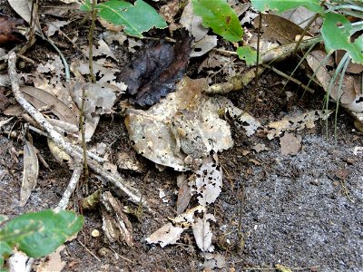 Camouflage frog