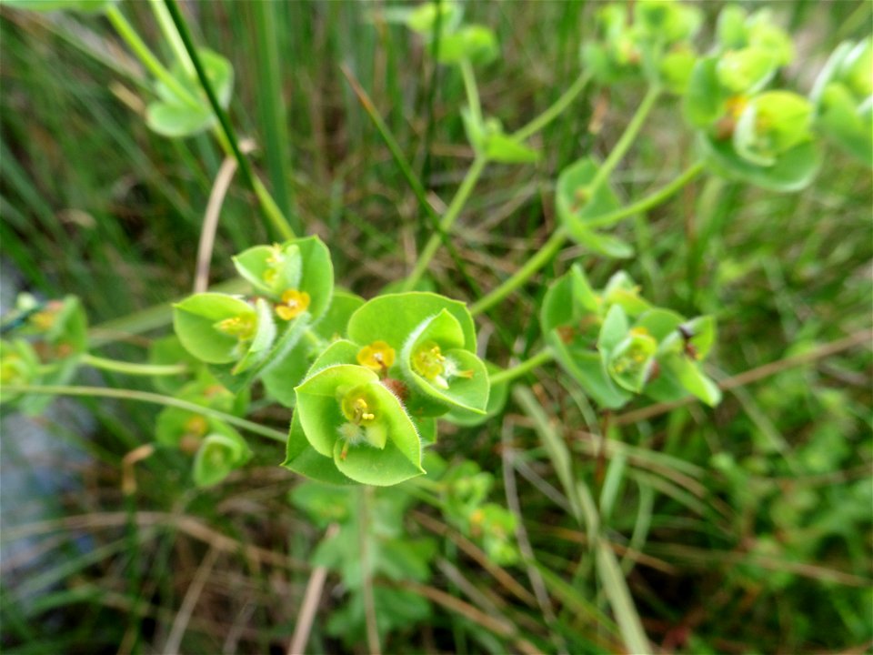 Euphorbia hirsuta L., 1759