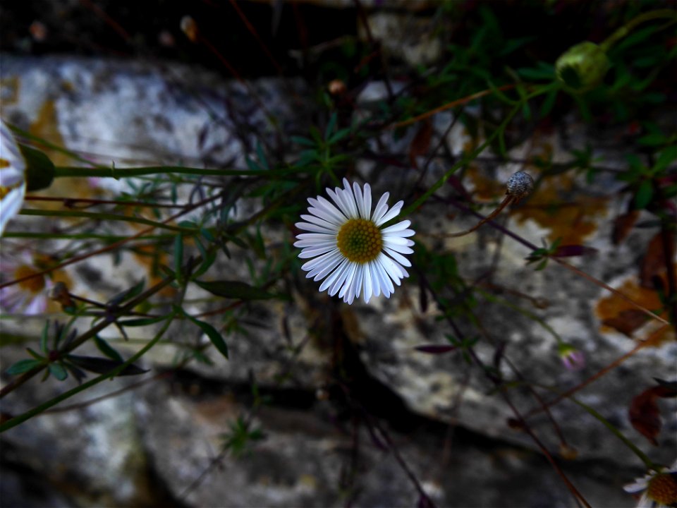 Erigeron karvinskianus DC., 1836