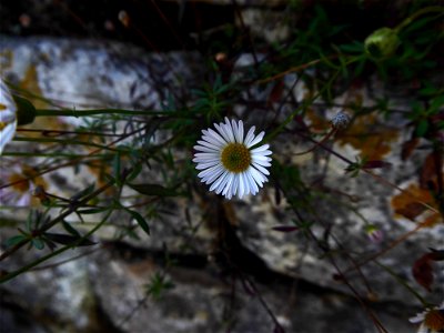 Erigeron karvinskianus DC., 1836