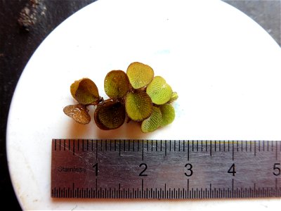 Salvinia minima Baker, 1886
