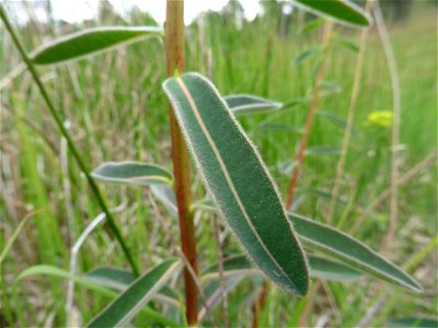 Euphorbia illirica Lam., 1788