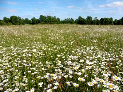 Prairie mésophile, Vendée