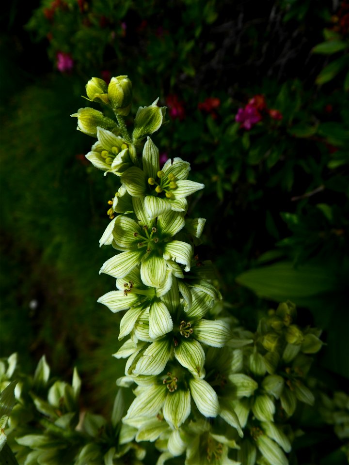 Veratrum album L., 1753