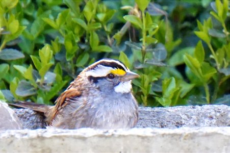 White-throated Sparrow photo