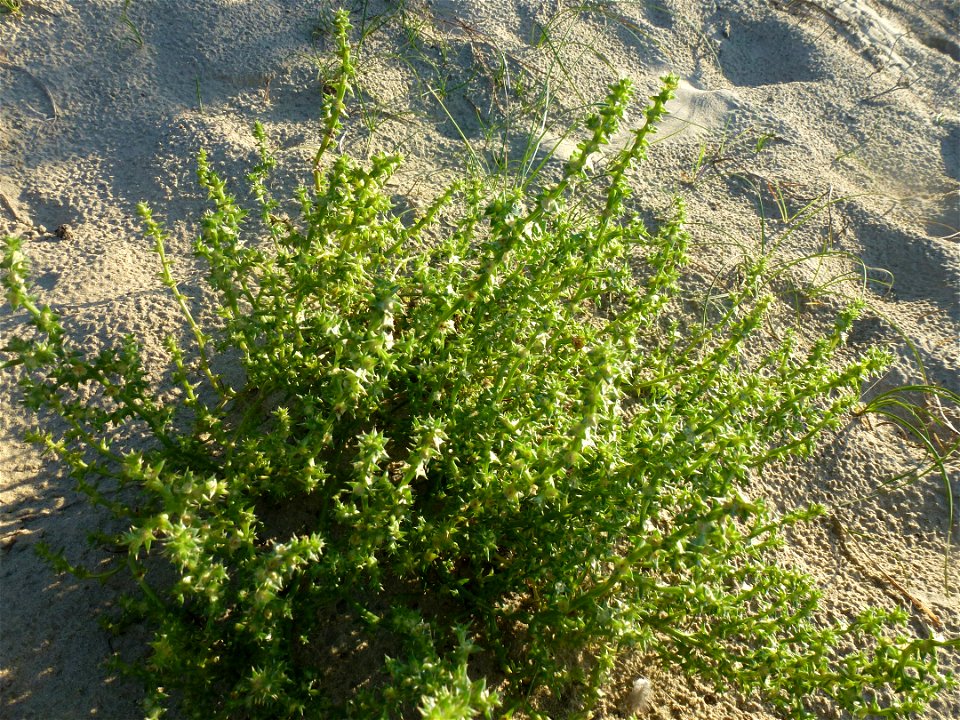 Salsola kali L., 1753