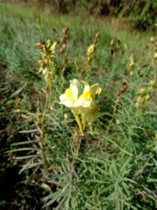 Linaria vulgaris Mill., 1768