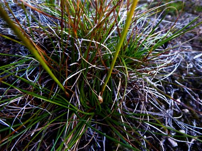 Juncus squarrosus L., 1753