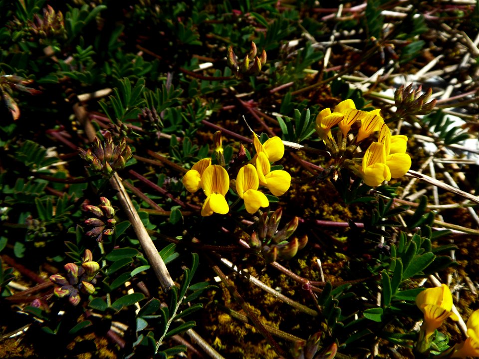 Hippocrepis comosa L., 1753