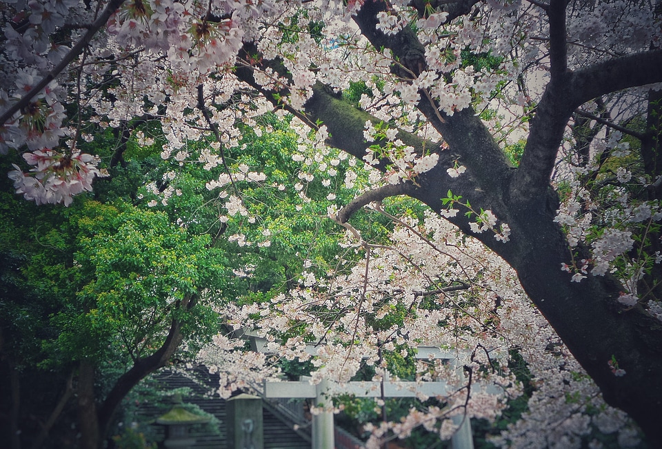 Pink Cherry blossom or sakura flower