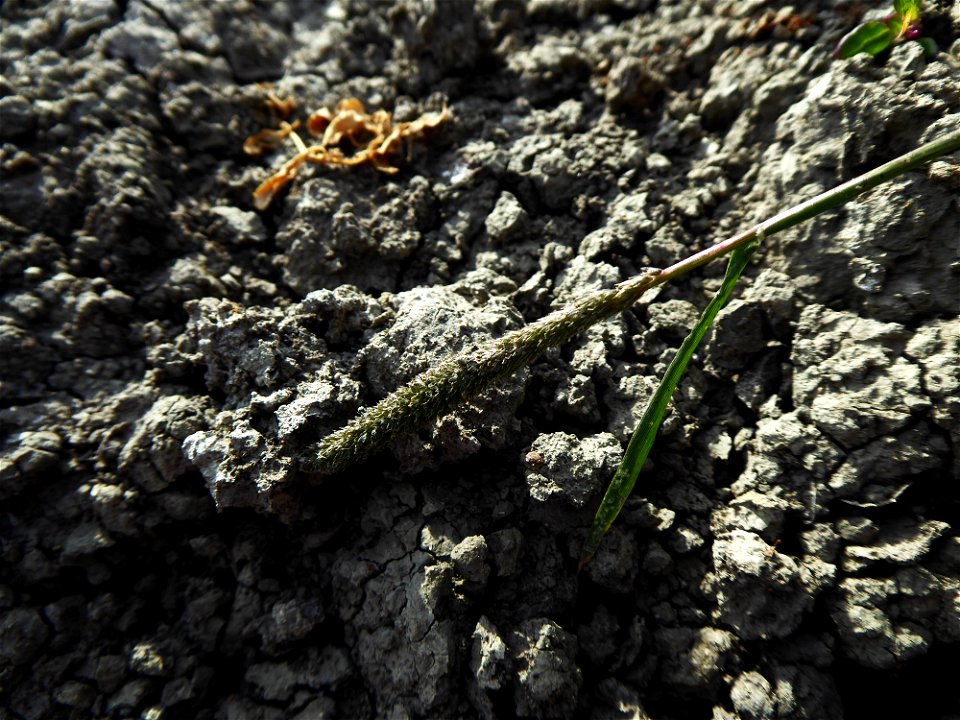 Crypsis alopecuroides (Piller & Mitterp.) Schrad., 1806