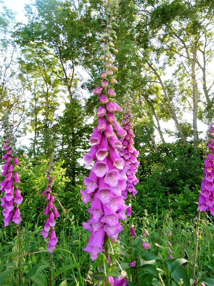 Digitalis purpurea L., 1753