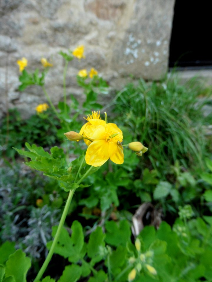 Chelidonium majus L., 1753