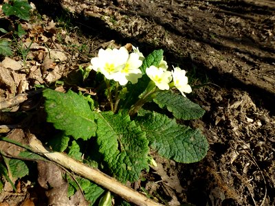 Primula vulgaris Huds., 1762