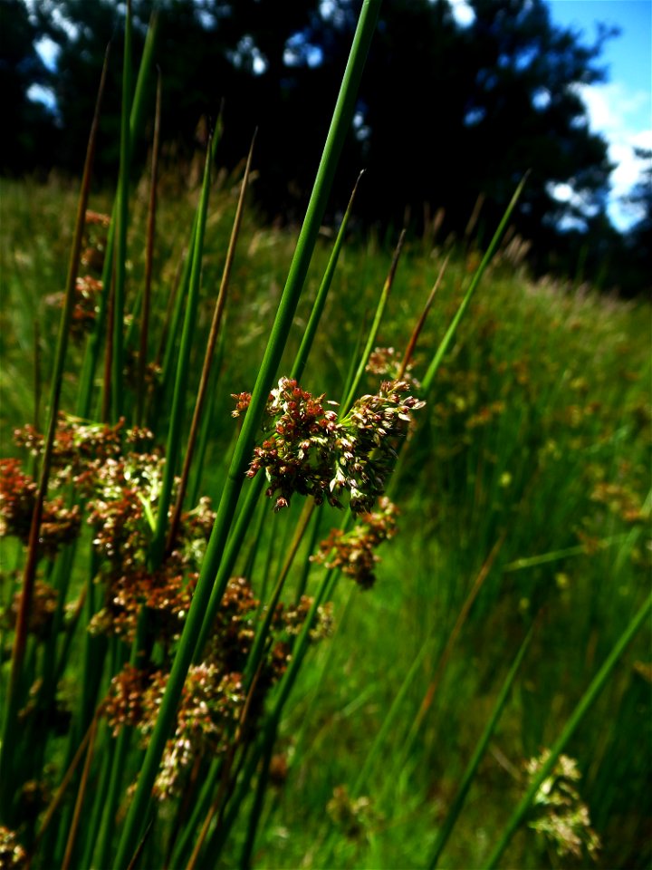 Juncus effusus L., 1753