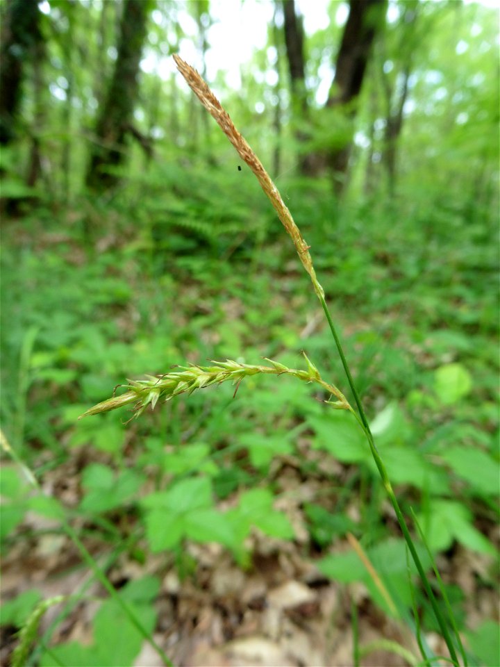 Carex spicata Huds., 1762