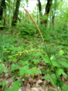 Carex spicata Huds., 1762