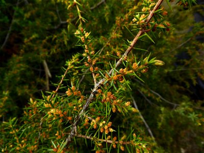 Juniperus communis L., 1753