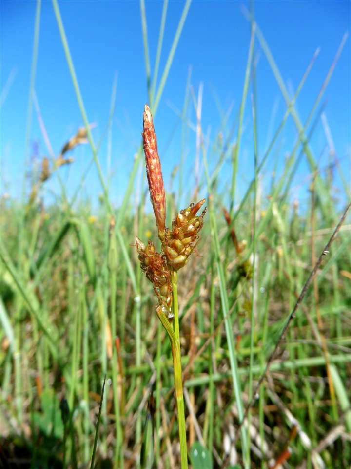 Carex liparocarpos Gaudin, 1804