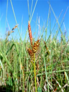 Carex liparocarpos Gaudin, 1804
