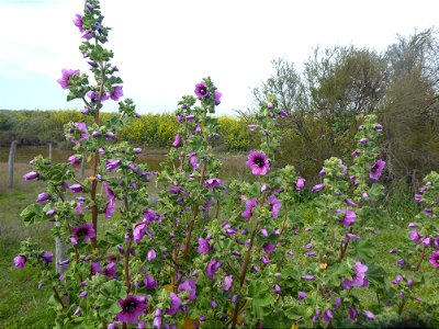 Malva arborea (L.) Webb & Berthel., 1837