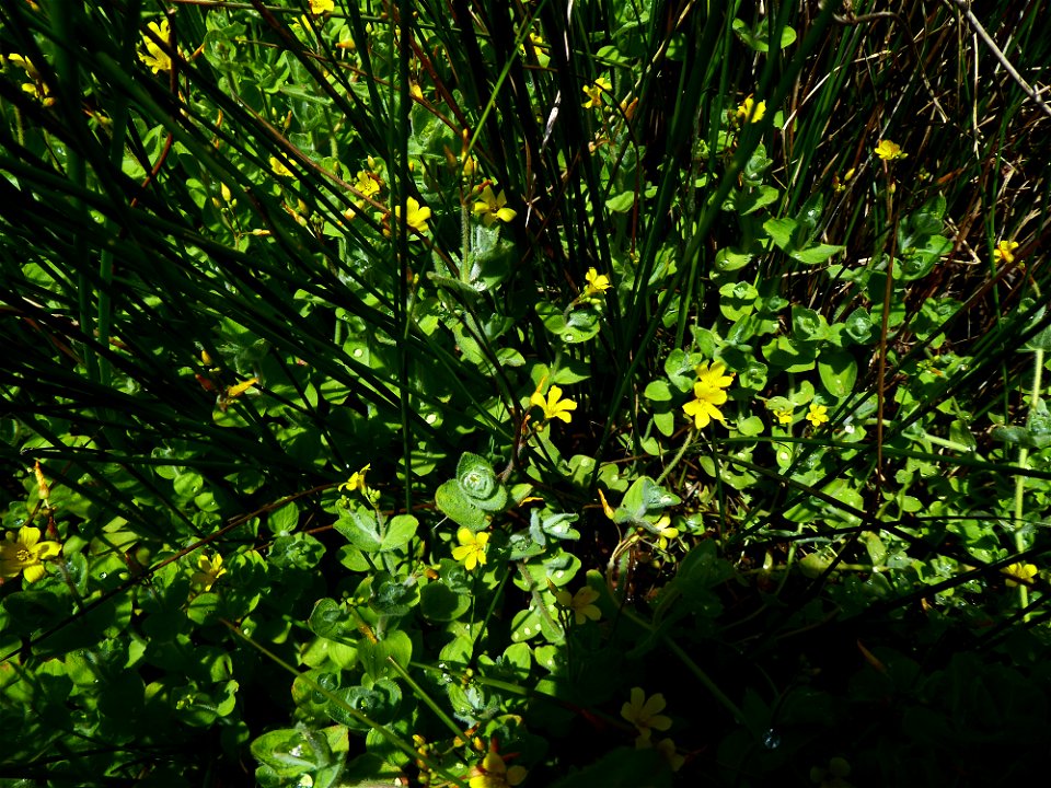 Hypericum elodes L., 1759