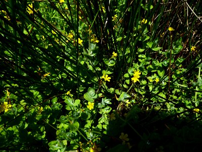 Hypericum elodes L., 1759