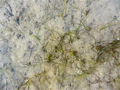 Althenia filiformis Petit, 1829