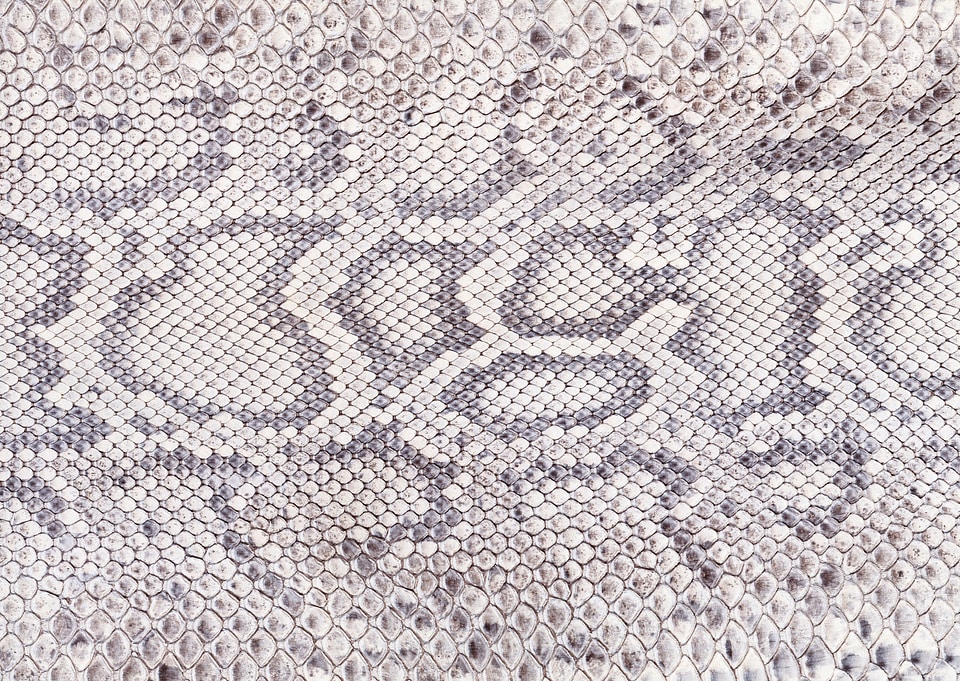 background of sneak skin texture