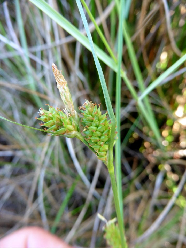 Carex extensa Gooden., 1794