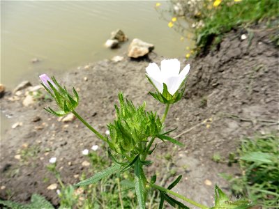 Malva setigera Spenn., 1829